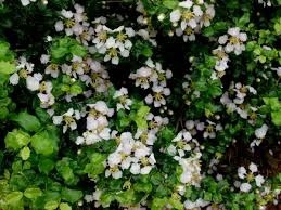 Image result for Malpighia coccigera