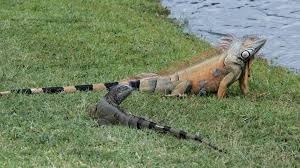 Florida S Invasive Iguana Population Is Booming And That S A Problem