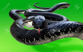 3d King Cobra Black Snake Le Serpent Venimeux Le Plus Long Du Monde Isole Sur Fond Vert King Cobra Serpent 3d Illustration King Cobra Serpent 3d Rendu Banque D Images Et Photos Libres