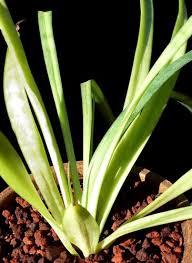 Image result for Sansevieria parva