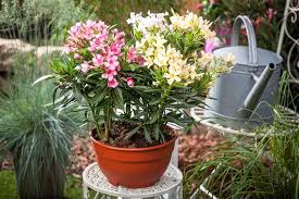 Damit die pflanze reichlich blüht, müssen. Nerium Oleander Oleander Gartenvergnuegen Lochte