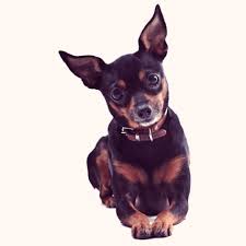 Image result for miniature pinscher
