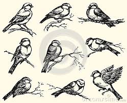 Tekeningen Van Mussen Google Zoeken Vogels Tekenen Goudvink Illustratie
