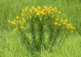 Image result for Crotalaria cylindrocarpa