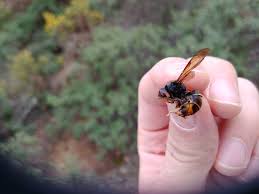 A vespa asiática possui um regime alimentar muito variado, mas gosta mesmo de incluir as abelhas na dieta. Apicultor Espanhol Morre Apos Ser Picado Por Vespa Asiatica Mundo G1