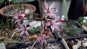 Image result for Cyrtanthus welwitschii