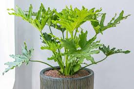 Image result for Thaumatophyllum bipinnatifidum