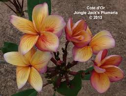 Cote D Or There S No Way We Can Describe This Plumeria Better Than Than Photo Special Plumeria Flowers Frangipani Tropical Flowers