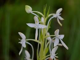 Image result for Habenaria microsaccus