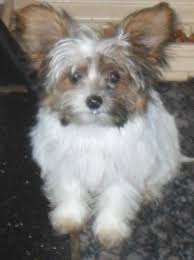 Yorkie puppies for sale in pa. Parti Yorkie Parti Poodle Mix Will Teade For Sale In Titusville Pennsylvania Classified Americanlisted Com