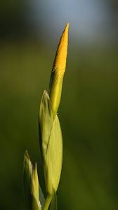 Image result for Iris pseudacorus