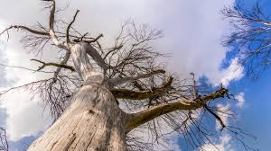 Starting to see cracks in your ceiling? Saying Goodbye When It S Time To Remove Your Tree Arbor Day Blog