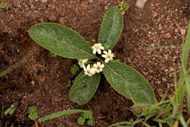 Image result for Vangueria