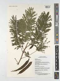 Image result for Acacia polyacantha