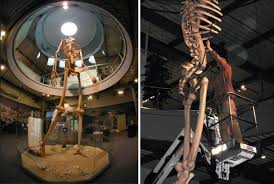 According to de lapouge, the fossil bones may belong to one of the largest humans known to have existed. 14m Tall Human Skeleton In Museum Novel Updates Forum