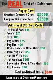How Much Does A Doberman Cost Puppy Prices And Expenses Doberman Planet