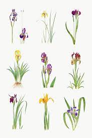 Vintage Iris Flower Illustrations Collection Transparent Png Premium Image By Rawpixel Com Flower Illustration Iris Flowers Flower Drawing