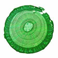 Listen to the recording and fill in the missing information. Plant Cell Structures And Functions Let S Talk Science