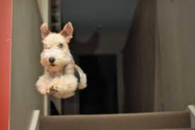 Milly Is A Two Year Old Lakeland Terrier She Knows She Isn T Allowed Upstairs And Makes A Run For It When Wire Fox Terrier Fox Terrier Wirehaired Fox Terrier