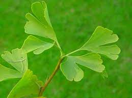 Efficacy and safety of ginkgo biloba in patients with acute ischemic stroke: Ginkgo Biloba Wikipedia Bahasa Melayu Ensiklopedia Bebas