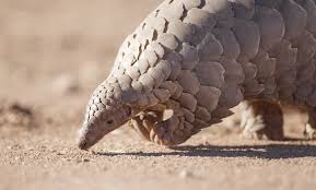 But just look at these they are just beautiful. 10 Weird Animals And Where To See Them