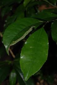 Image result for Suregada procera