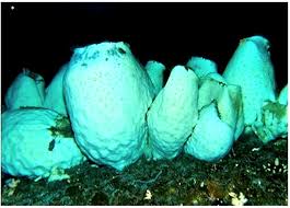 Image result for Oncocalyx bolusii