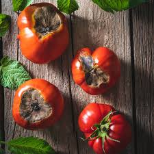 Image result for Septoria leaf spot of tomato