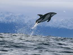 sweet dusky dolphin deep sea animals dolphins