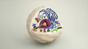 Let's hope this honeymoon lasts for a long while. Animal Cell 3d Model 3d Model Cgtrader