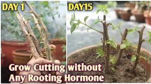 Experts and gardeners recommend using coconut coir with rooting hormones to help bougainvillea, but only add it once when planting. How To Grow Bougainvillea From Cutting Bougainvillea Propagation With Result Youtube