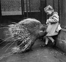 فتاة صغيرة ت طع م أحد حيوانات النيص في حديقة حيوانات لندن عام ١٩٥٣ little girl feeding a porcupine i vintage photographs vintage photography vintage pictures