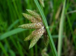 Image result for Schoenoplectiella senegalensis