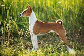 The 10 Quietest Dog Breeds Quiet Dog Breeds Dog Breeds Basenji Dogs