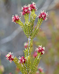 Image result for Schlechterina