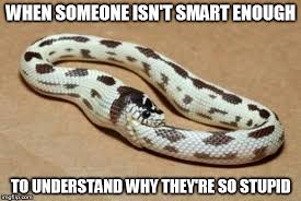 Image result for snake biting itself meme