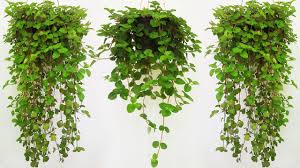 It is a ground cover weed with. How To Grow Creeping Charlie Plant At Home Fast Easy How To Propagate Creeping Pilea Youtube