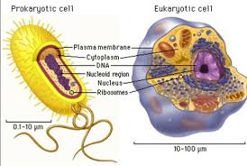 Only prokaryotes (bacteria) have flagella, and only certain ones. What Is The Difference Between Eukaryotic And Prokaryotic Flagella Quora