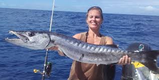 Le barracuda est un poisson de grande taille. Le Barracuda Guide De Peche Sportive En Guadeloupe