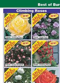 Ordering Climbing Rose Collection Of 6 Burgess Seed Plant Co 35 Or Everblooming Collection 7 For 29 Climbing Roses Rose Rose Garden