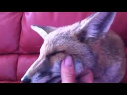 Vous pouvez me contacter directement sur: Renard Apprivoiser Youtube