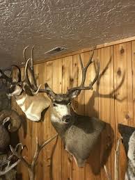 This european mule deer mount is a great addition to any home or cabin. Looking For Mule Deer Mount Ideas Hunt Talk