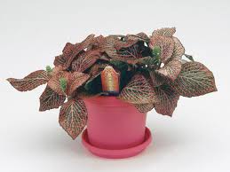 We did not find results for: Houseplant Care Diy Network Blog Made Remade Diy
