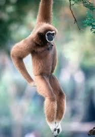 Image result for Hylebates