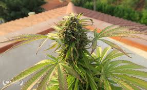 Hence, this stage is also one of the critical phases, first time growers will unravel since they need to follow the developmental stage of the marijuana flowering of plants denotes many developments of the plant. Marijuana Flowering Stage