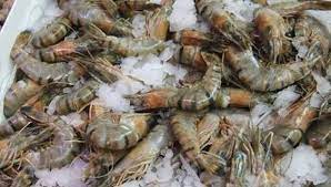 Freshwater Shrimp Also Called Malaysian Prawn Are The Species Macrobrachium Rosenbergii Originally From Malaysia Aquaponics Shrimp Farming Aquaponics Fish