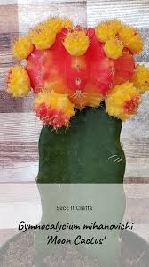 Cactus flowers are showy and usually quite large. Moon Cactus Succulents Succulent Gifts Cactus