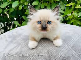 For the best experience, we recommend you upgrade to the latest version of chrome or safari. Ragdoll Kittens For Sale In Miami Ragdoll Kitten Breeder Miamiragdolls