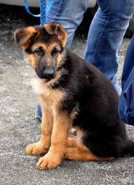 She can be shy at first, and more frightened around men, but a sweet dog. German Shepherd Australian Shepherd Mix Puppies For Sale Petsidi