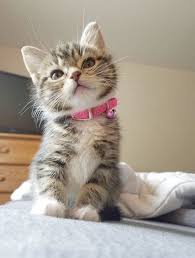 Adorable Kitty With A Little Bell Around Her Neck Kittens Cutest Cats Cute Animal Pictures